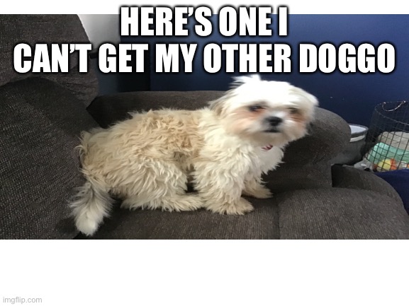 HERE’S ONE I CAN’T GET MY OTHER DOGGO | made w/ Imgflip meme maker