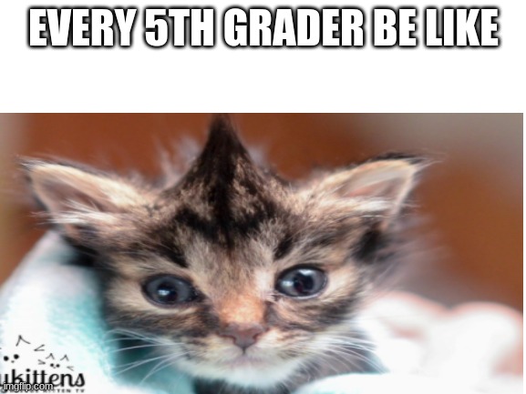 cat grade | EVERY 5TH GRADER BE LIKE | image tagged in meow | made w/ Imgflip meme maker