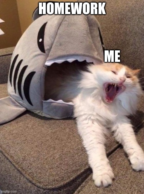 Shark cat | HOMEWORK; ME | image tagged in shark cat | made w/ Imgflip meme maker