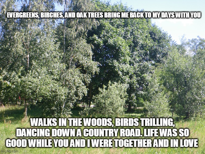 Together | EVERGREENS, BIRCHES, AND OAK TREES BRING ME BACK TO MY DAYS WITH YOU; WALKS IN THE WOODS, BIRDS TRILLING, DANCING DOWN A COUNTRY ROAD. LIFE WAS SO GOOD WHILE YOU AND I WERE TOGETHER AND IN LOVE | image tagged in evergreens,birches,oaks,woods,birds,country roads | made w/ Imgflip meme maker