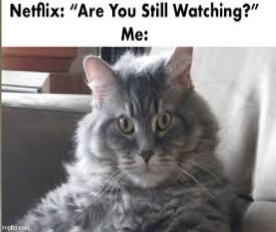 cat | image tagged in memes | made w/ Imgflip meme maker