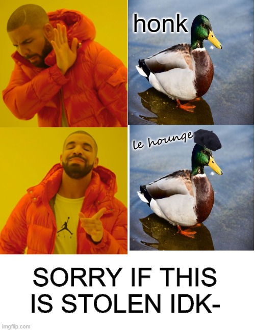 Lacey the french duck :D | honk; le hounqe; SORRY IF THIS IS STOLEN IDK- | image tagged in blank white template,memes,drake hotline bling,french,duck,le | made w/ Imgflip meme maker