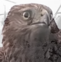 PTSD Hawk Blank Meme Template