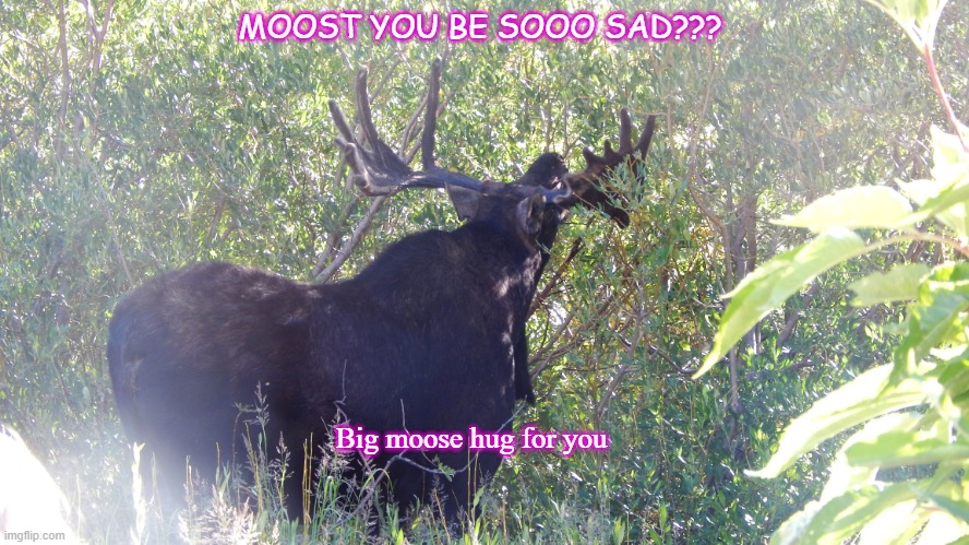 Moost you be so sad? | MOOST YOU BE SOOO SAD??? Big moose hug for you | image tagged in moose,hugs,sad | made w/ Imgflip meme maker