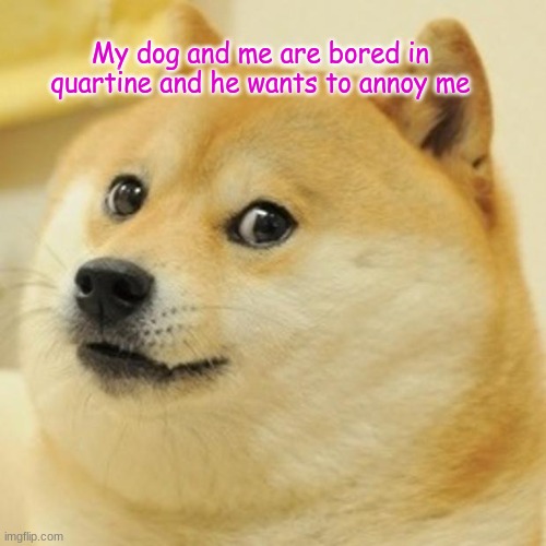 Doge | My dog and me are bored in quartine and he wants to annoy me | image tagged in memes,doge | made w/ Imgflip meme maker