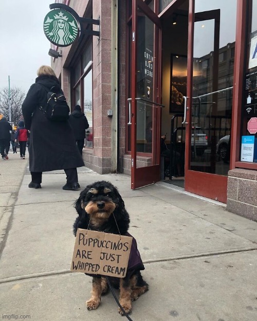 Just Sayin’ | image tagged in funny dog memes,funny,dogs,starbucks | made w/ Imgflip meme maker