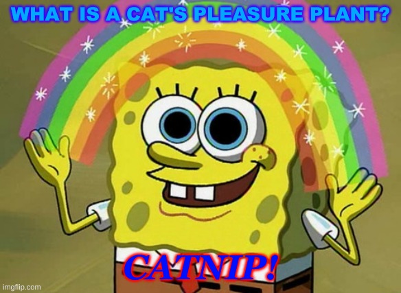 No Catnip Plz (Meeooww) :3 | WHAT IS A CAT'S PLEASURE PLANT? CATNIP! | image tagged in memes,imagination spongebob,cats | made w/ Imgflip meme maker