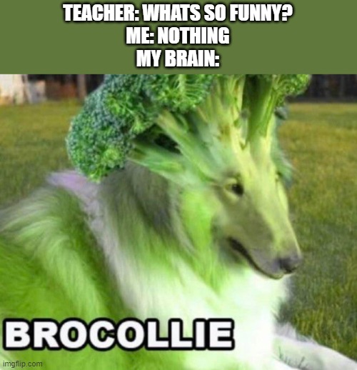Brocollie | TEACHER: WHATS SO FUNNY?
ME: NOTHING
MY BRAIN: | image tagged in dog,e | made w/ Imgflip meme maker