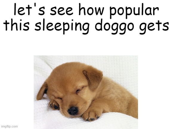doggo | let's see how popular this sleeping doggo gets | image tagged in doggo | made w/ Imgflip meme maker