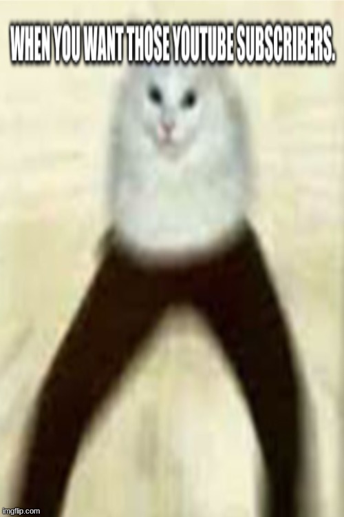 Cat pants | image tagged in cat,cat pants | made w/ Imgflip meme maker