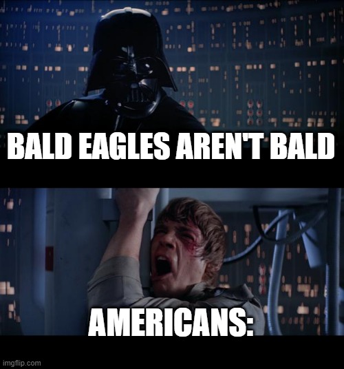 memeface | BALD EAGLES AREN'T BALD; AMERICANS: | image tagged in memes,star wars no | made w/ Imgflip meme maker