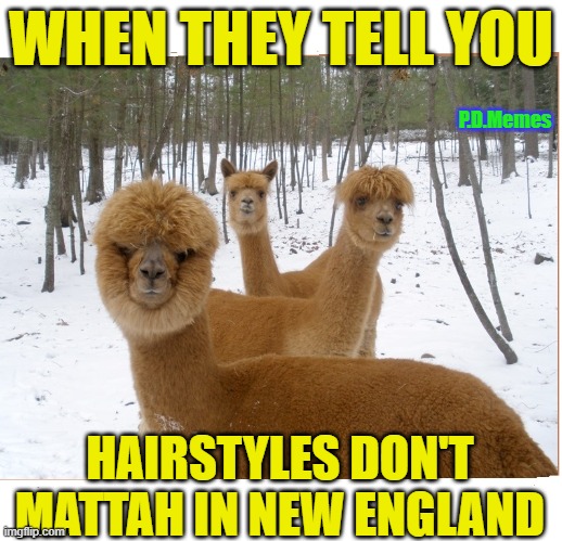 Image tagged in hairstyle,funny memes,memes,new england,funny  animals,llamas - Imgflip