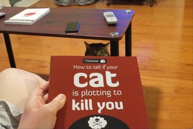 Hmm... | image tagged in memes,cats | made w/ Imgflip meme maker