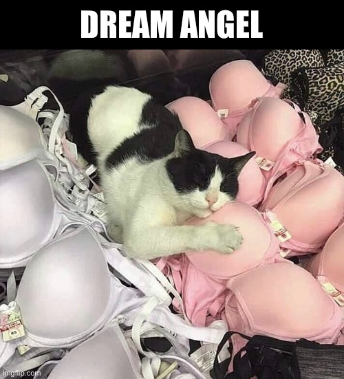 Napping in Victoria’s Secret | DREAM ANGEL | image tagged in funny memes,funny cat memes,funny,cats | made w/ Imgflip meme maker
