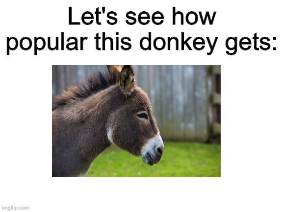 Huh? Whaaaaaaaaaaat? You people don't like donkeys? | Let's see how popular this donkey gets: | image tagged in funny,memes,donkey,noice | made w/ Imgflip meme maker