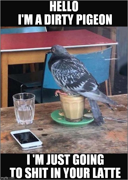 When The World Hates You | HELLO 
I'M A DIRTY PIGEON; I 'M JUST GOING TO SHIT IN YOUR LATTE | image tagged in fun,pigeon,latte,frontpage | made w/ Imgflip meme maker