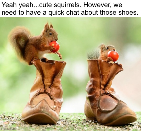 Are These Shoes Popular Somewhere? I’m So Curious! | Yeah yeah...cute squirrels. However, we need to have a quick chat about those shoes. | image tagged in funny memes,shoes,squirrels | made w/ Imgflip meme maker