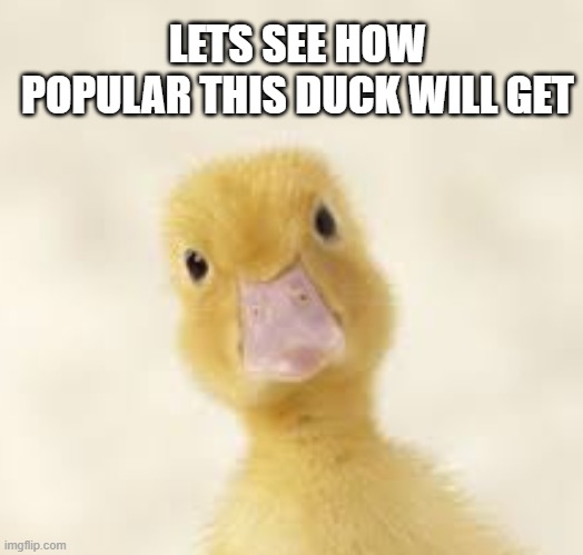 duk |  LETS SEE HOW POPULAR THIS DUCK WILL GET | image tagged in duk,letsseehowpopular,cringe,small creator | made w/ Imgflip meme maker