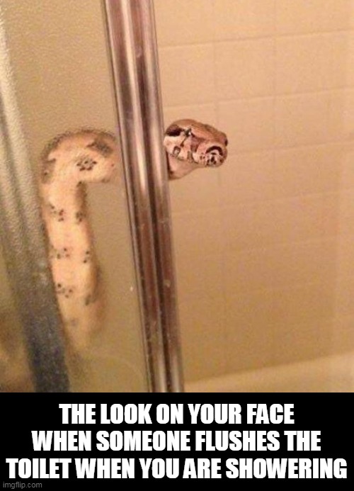 low water pressure | THE LOOK ON YOUR FACE WHEN SOMEONE FLUSHES THE TOILET WHEN YOU ARE SHOWERING | image tagged in water,pressure,snake | made w/ Imgflip meme maker