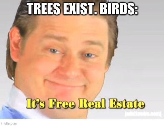 birds live in trees | TREES EXIST. BIRDS: | image tagged in it's free real estate | made w/ Imgflip meme maker