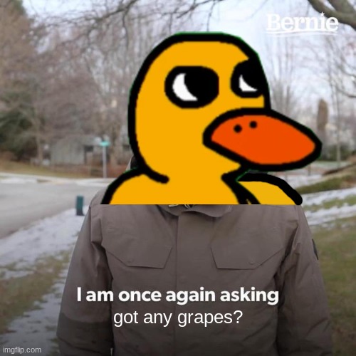 Duck asking for grapes | got any grapes? | image tagged in memes,bernie i am once again asking for your support | made w/ Imgflip meme maker