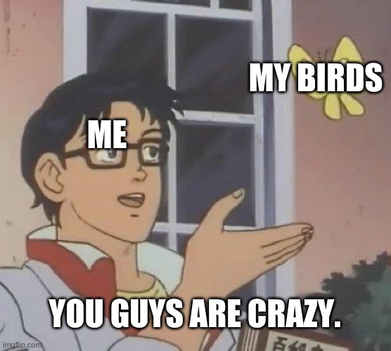 Is this a budgie? | MY BIRDS; ME; YOU GUYS ARE CRAZY. | image tagged in memes,is this a pigeon | made w/ Imgflip meme maker