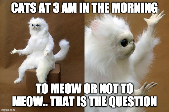Persian Cat Room Guardian | CATS AT 3 AM IN THE MORNING; TO MEOW OR NOT TO MEOW.. THAT IS THE QUESTION | image tagged in memes,persian cat room guardian | made w/ Imgflip meme maker