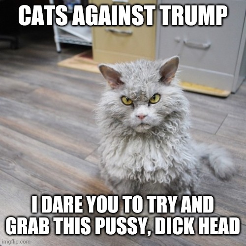 I Dare You | CATS AGAINST TRUMP; I DARE YOU TO TRY AND GRAB THIS PUSSY, DICK HEAD | image tagged in bad joke cat | made w/ Imgflip meme maker