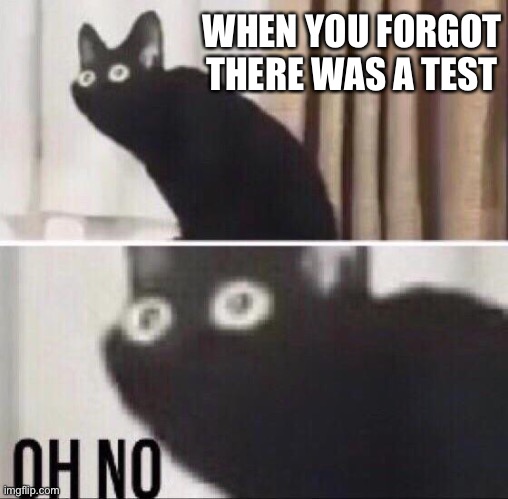 Oh no cat | WHEN YOU FORGOT THERE WAS A TEST | image tagged in oh no cat | made w/ Imgflip meme maker