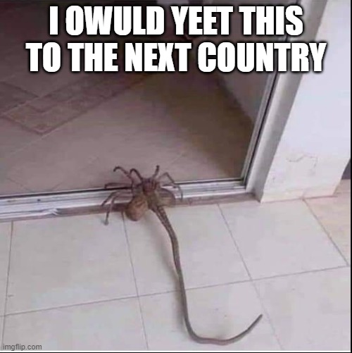 yeet.exe | I OWULD YEET THIS TO THE NEXT COUNTRY | image tagged in yeet,spider,scared | made w/ Imgflip meme maker