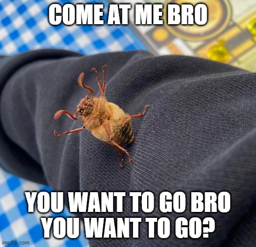 Come at me bro | COME AT ME BRO; YOU WANT TO GO BRO
YOU WANT TO GO? | image tagged in comedy,bro,come at me bro | made w/ Imgflip meme maker
