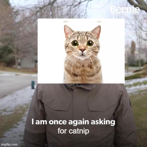 Bernie I Am Once Again Asking For Your Support | for catnip | image tagged in memes,bernie i am once again asking for your support | made w/ Imgflip meme maker