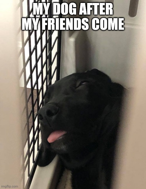 Dead dog | MY DOG AFTER MY FRIENDS COME | image tagged in dead dog | made w/ Imgflip meme maker