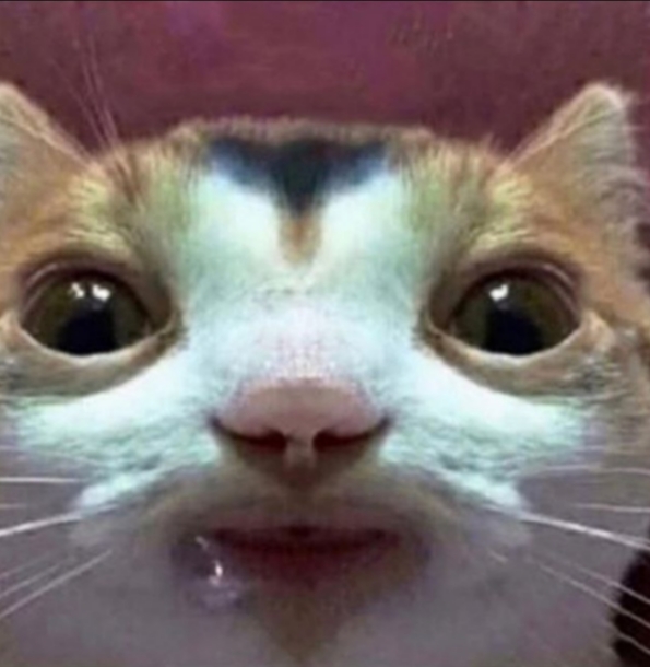 Cute Cat Meme Generator - Imgflip