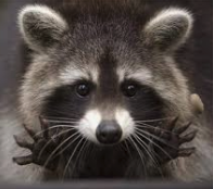 High Quality Raccoon has a deal for you Blank Meme Template