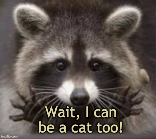 Will purr for best bits of garbage | Wait, I can be a cat too! | image tagged in raccoon deal,cats | made w/ Imgflip meme maker