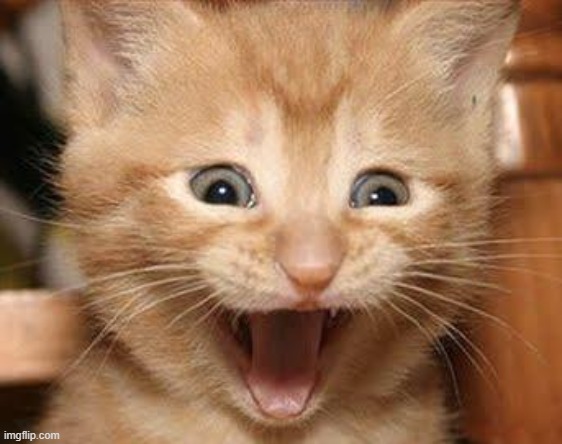 Excited Cat Meme | image tagged in memes,excited cat | made w/ Imgflip meme maker