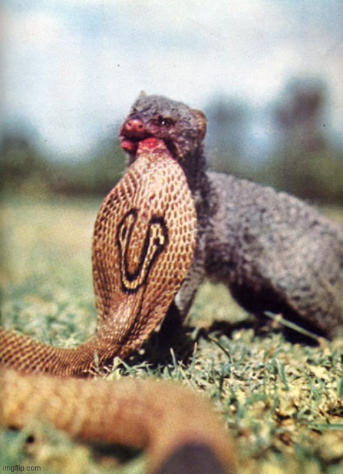 Mongoose Munching Cobra | image tagged in mongoose munching cobra | made w/ Imgflip meme maker