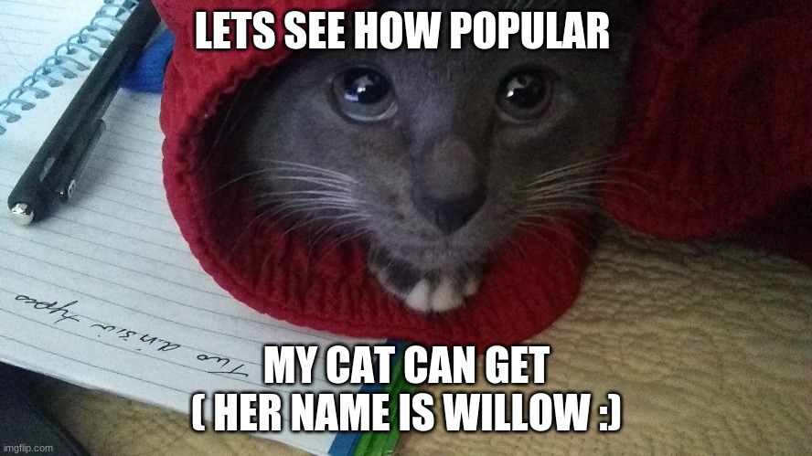 wilow the fancy pants cat | LETS SEE HOW POPULAR; MY CAT CAN GET
( HER NAME IS WILLOW :) | image tagged in pants cat | made w/ Imgflip meme maker