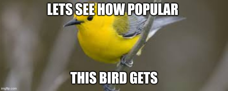 How | LETS SEE HOW POPULAR; THIS BIRD GETS | image tagged in memes,birds | made w/ Imgflip meme maker