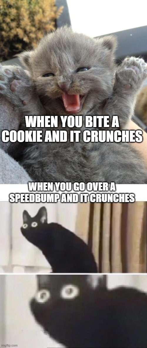 WHEN YOU BITE A COOKIE AND IT CRUNCHES; WHEN YOU GO OVER A SPEEDBUMP AND IT CRUNCHES | image tagged in yay kitty,oh no black cat | made w/ Imgflip meme maker
