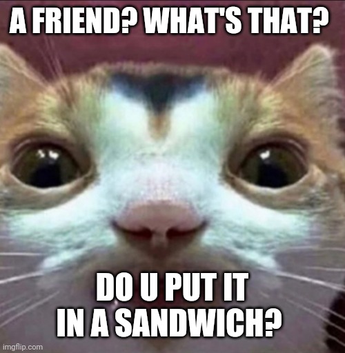 Is it some fruit maybe? | A FRIEND? WHAT'S THAT? DO U PUT IT IN A SANDWICH? | image tagged in cat | made w/ Imgflip meme maker