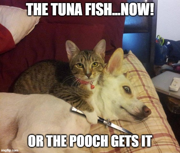 KILLER CAT | THE TUNA FISH...NOW! OR THE POOCH GETS IT | image tagged in cats,funny cats,dogs,cats and dogs,funny dogs | made w/ Imgflip meme maker
