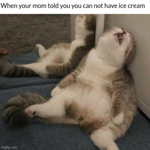 cat complaining | image tagged in cat,cat complaining | made w/ Imgflip meme maker