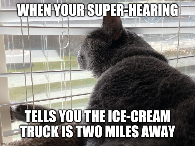 WHEN YOUR SUPER-HEARING; TELLS YOU THE ICE-CREAM TRUCK IS TWO MILES AWAY | image tagged in ice cream truck,cat | made w/ Imgflip meme maker