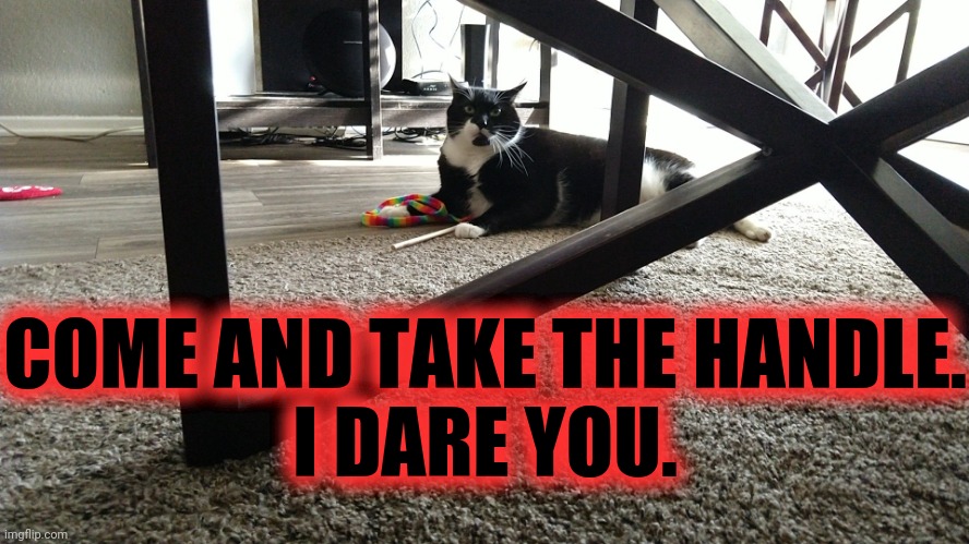 do not want | COME AND TAKE THE HANDLE.
I DARE YOU. | image tagged in cat | made w/ Imgflip meme maker