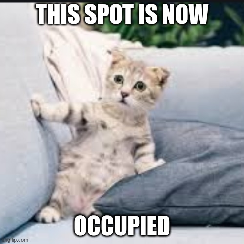 occupied couch cat | THIS SPOT IS NOW; OCCUPIED | image tagged in occupied couch cat | made w/ Imgflip meme maker