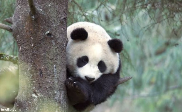 I made this a public template | image tagged in spying panda | made w/ Imgflip meme maker