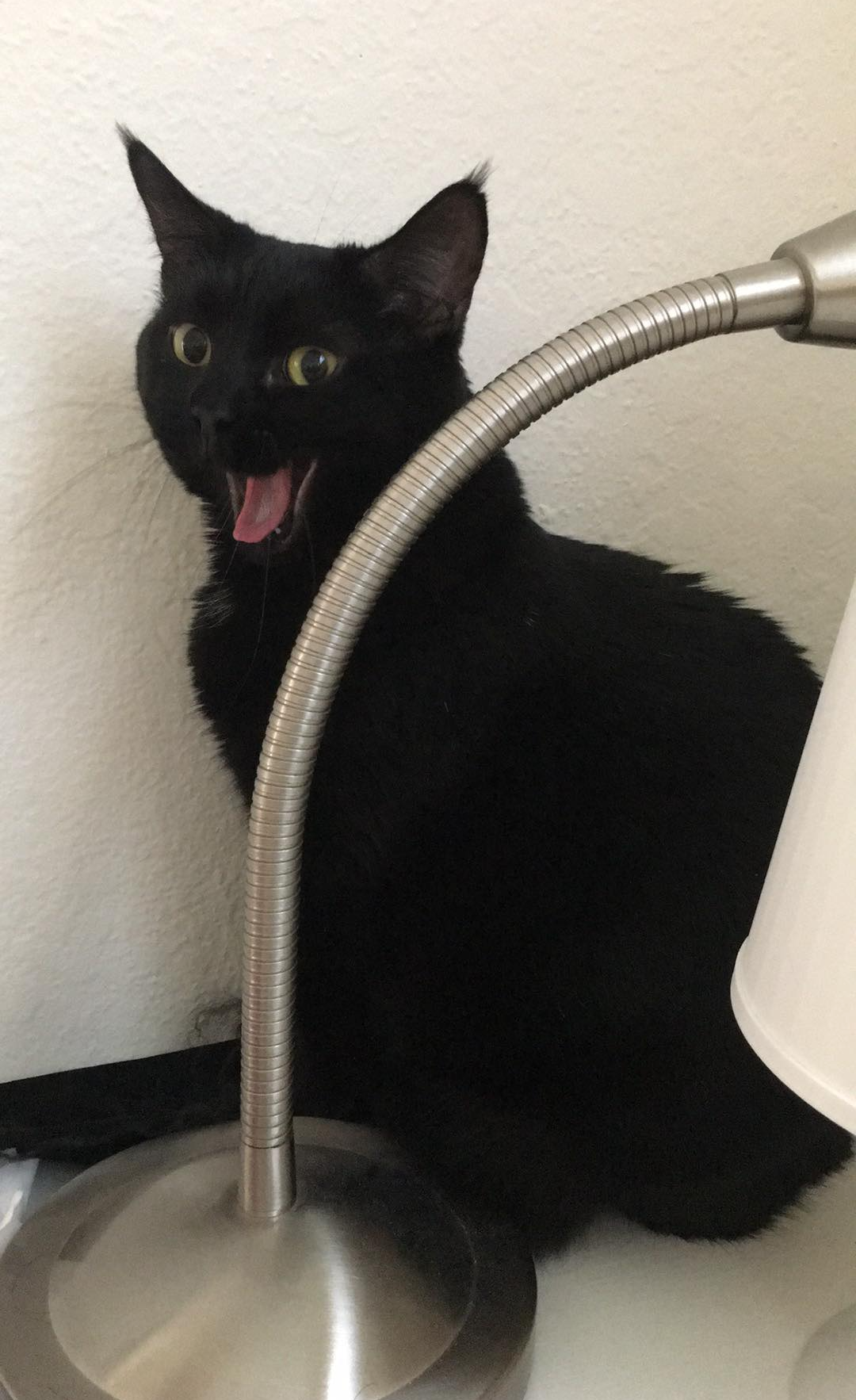 Happy Black Cat Blank Meme Template