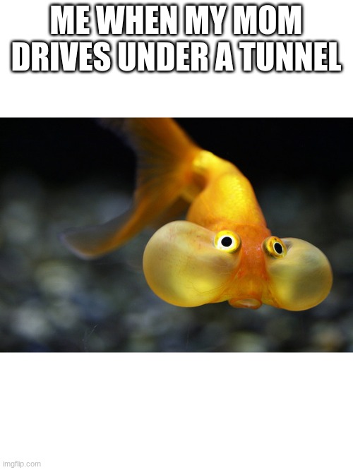 hold your breath goldfish | ME WHEN MY MOM DRIVES UNDER A TUNNEL | image tagged in hold your breath goldfish | made w/ Imgflip meme maker